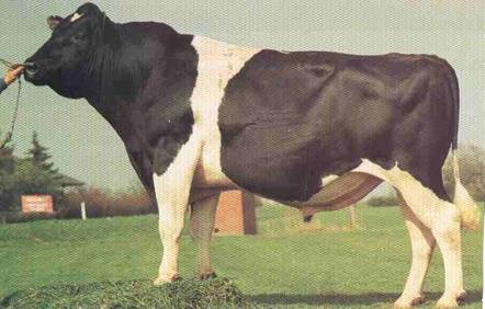 ?yi beslenmi? bir bo?a